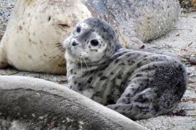 Дальневосточные тюлени могут покрыться угольной пылью