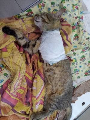В Сыктывкаре отрезанная лапка котенка привела к возбуждению уголовного дела