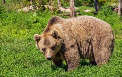 Активисты: двух сирийских бурых медведей, которых содержали в ужасных условиях, отправят из Ливана в США и мира