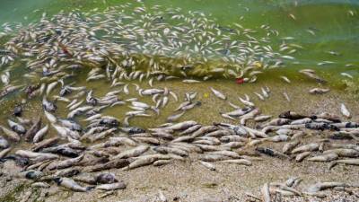 Из-за аномальной жары в реках Охта и Ижора гибнет рыба