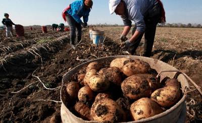 Чем можно заменить картофель: диетологи назвали три продукта (Вести, Украина)