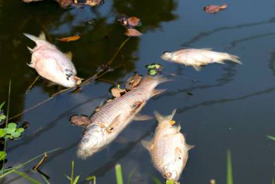 Власти Новгородской области до сих пор не установили причину массовой гибели рыбы в реке Холова