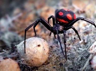 Ядовитые пауки-каракурты отправили в больницу 10 человек в Волгоградской области