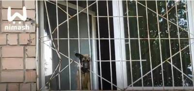 Нижегородец спас щенка из запертой квартиры