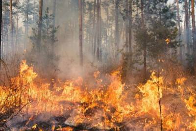 В Карелии начали эвакуировать местных жителей из-за лесных пожаров