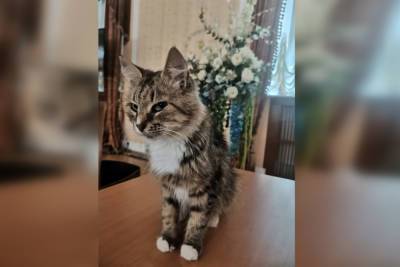 Спасенная волонтерами кошка Рыська стала охранницей в Новгородской филармонии