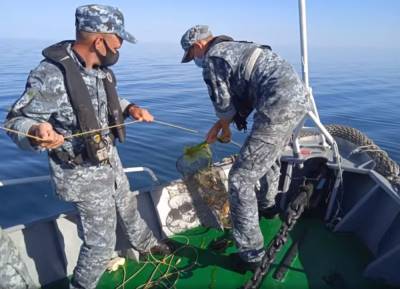 Одесские пограничники спасли в Черном море 1000 крабов (видео)