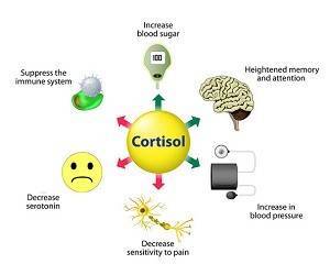 Гормон кортизол: продолжительность жизни