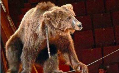 В России трижды избили медведя во время одного циркового представления
