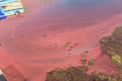 Росприроднадзор проверит берег Финского залива в Ленобласти после появления подозрительного розового налета