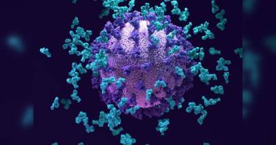 Американские ученые обнаружили "супер-антитело" против коронавирусов