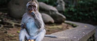 В Китае зафиксировали первый случай заражения человека вирусом обезьяны. Он же оказался летальным
