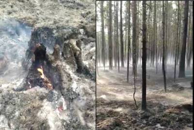 Окрестности Кудамы попали на видео после лесного пожара