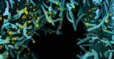 Российские учёные нашли "убийц" коронавируса в штамме лактобацилл