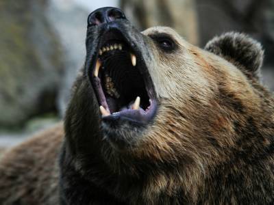 В Тымовском отстрелили медведя, который залез на придомовую территорию