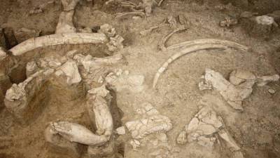 Археологи нашли метровый бивень мамонта во время раскопок в Красноярске