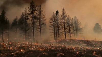 Запад США охвачен лесными пожарами
