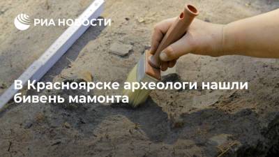 В Красноярске археологи нашли метровый бивень мамонта на стоянке "Афонтова гора"