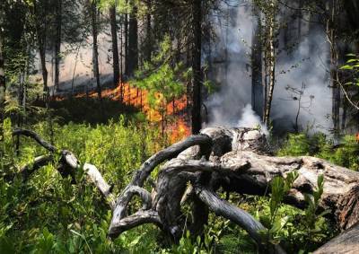 В ХМАО за выходные площадь лесных пожаров увеличилась в 1,5 раза