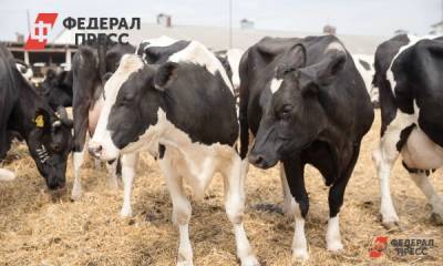 В Югре отмечена вспышка опасного заболевания скота