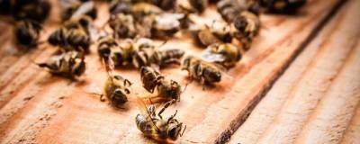 В Красноярском крае погибло 20 миллионов пчел