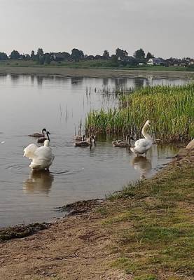 Неизвестные сбили на озере в Торопце Тверской области двух лебедят