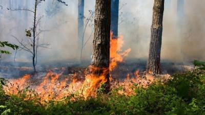 Пламя от лесных пожаров в Карелии может перекинуться на жилые дома