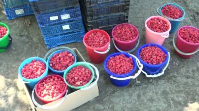 Жители воронежского посёлка сообщили о небывалом урожае малины