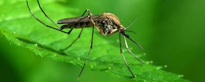 Из-за жары в Пермском крае вырос риск передачи малярии комарами