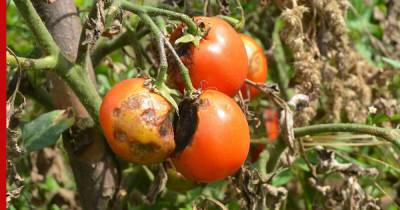 Фитофтороз помидоров: в чем причина и как бороться
