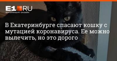 В Екатеринбурге спасают кошку с мутацией коронавируса. Ее можно вылечить, но это дорого