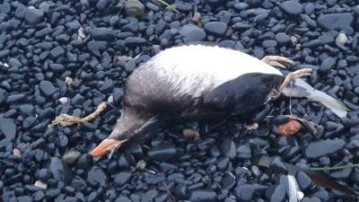 В Приморье бьют тревогу из-за массовой гибели птиц