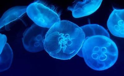 Пляжи Кирилловки усеяны мертвыми медузами: туристы жалуются на сильное жжение в воде