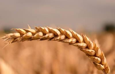 Первый миллион тонн зерна ушел на экспорт в 2021/22 МГ