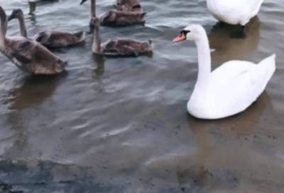 "Дно эволюции": В Северодонецке на "Чистом озере" издеваются над лебедем (видео)