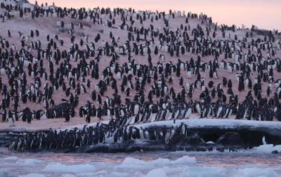 В Антарктиде возле украинской станции рекордное скопление пингвинов