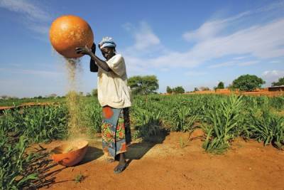 Центральноафриканский город Нделе возобновляет сельскохозяйственное производство