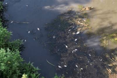 В Ростове из-за расчистки дна погибла рыба в реке Темерник