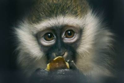 В Китае человек впервые умер от вируса обезьяны: что о нем известно