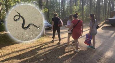 "Ползут из лесов из-за жары": змеи атаковали ярославцев