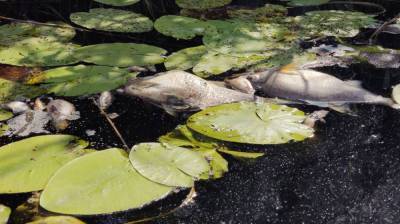 Эксперты прокомментировали отравление рыбы химикатами в воронежской реке Токай