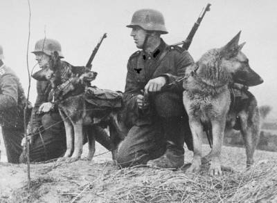 «Монстр Третьего Рейха»: зачем эсэсовцы создали «собаку-убийцу»