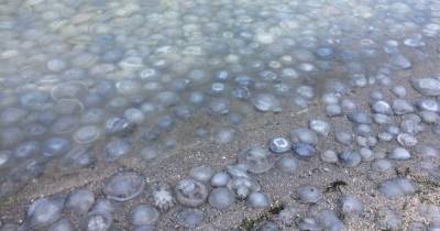 "Вонь неимоверная": пляж Кирилловки усыпан медузами, туристы не могут купаться в море (видео)