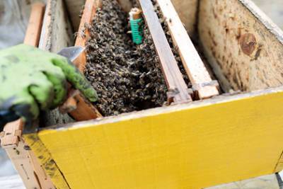 В российском регионе произошла массовая гибель пчел