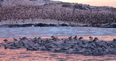 Полярники показали рекордное скопление пингвинов у станции "Академик Вернадский" (фото)