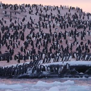 Возле украинской станции в Антарктиде фиксируют рекордное скопление пингвинов. Фото