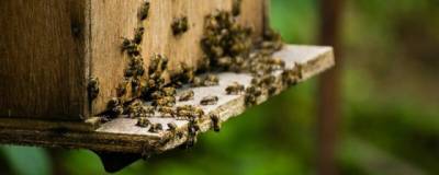 В Россельхознадзоре назвали предварительную причину массовой гибели пчел в Башкирии