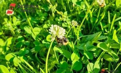 В Башкирии массово гибнут пчелы