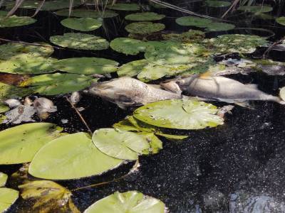 Аномальную жару обвинили в гибели рыбы в реке Токай в Воронежской области