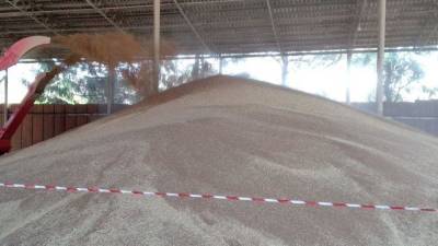 Подросток погиб под 14 тоннами пшеницы на волгоградской ферме